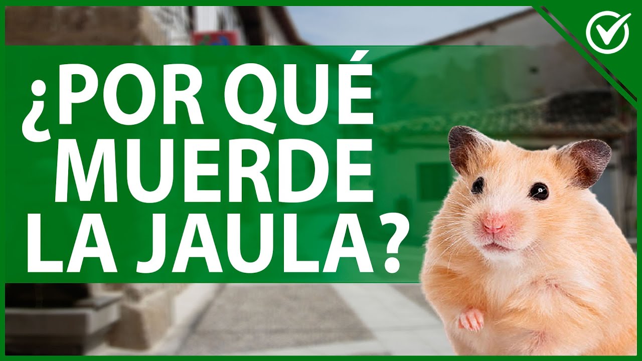 🐹 Por Qué mi Hámster Muerde la Jaula | Causas y Cómo Evitar que esto Ocurra 🐹😬