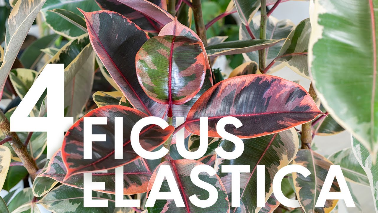 Ficus elastica: Robusta, Tineke, Abidjan, Belize. Cura, potatura e propagazione 💪
