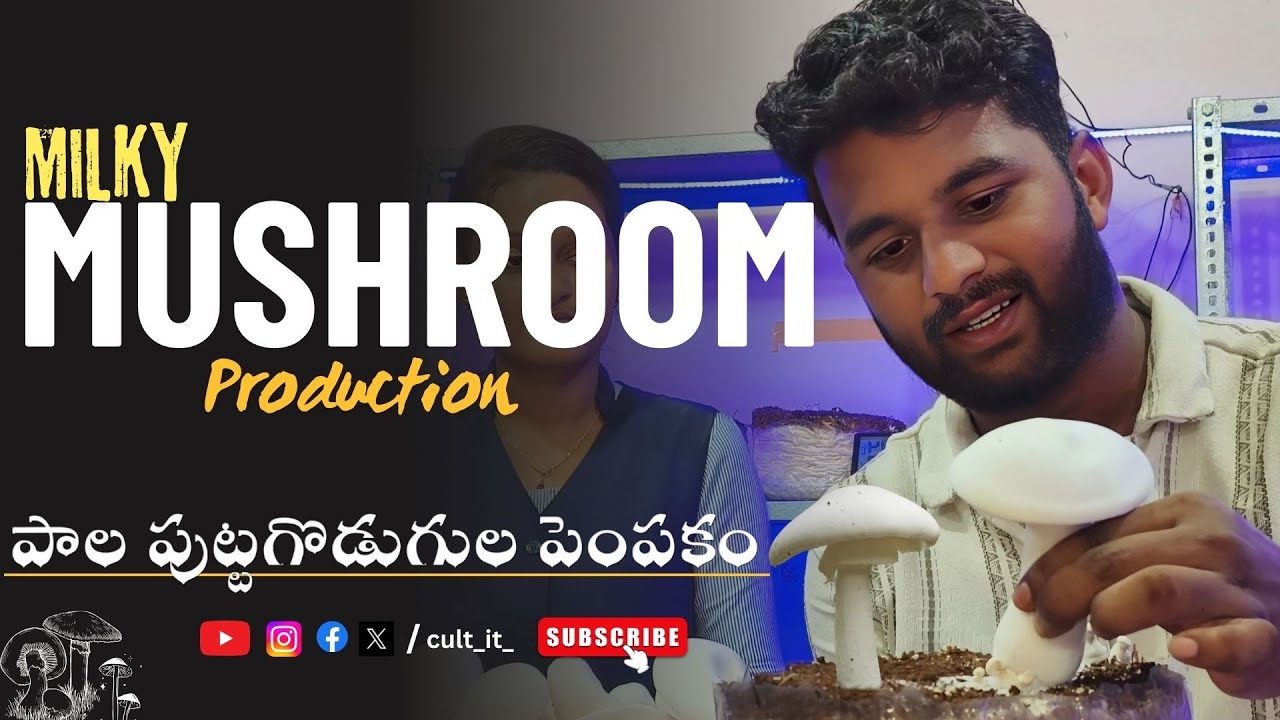 పాల పుట్టగొడుగుల పెంపకం 🍄 || Mushroom Cultivation A Step-by-Step Guide || Easy Mushroom Farming ||