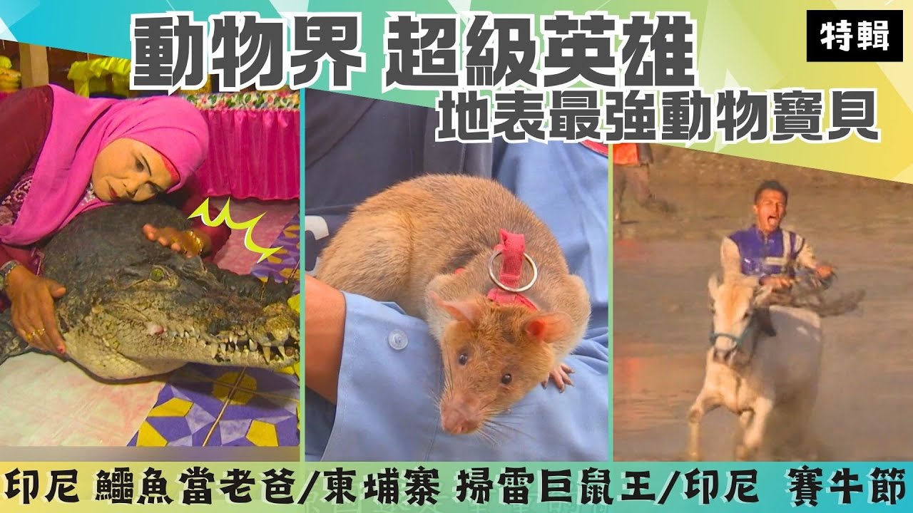 【動物界 超級英雄】柬埔寨 掃地雷鼠王／沙漠兇猛白駱駝／兩公尺巨鱷爸爸／印尼 賽牛節｜《世界第一等》特輯S18