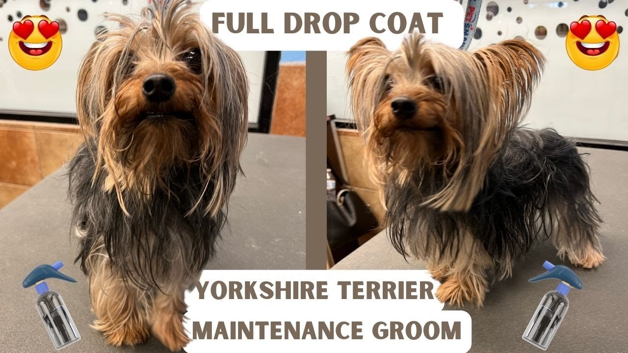 DEMATTING a FULL COAT Yorkshire Terrier 😱😱