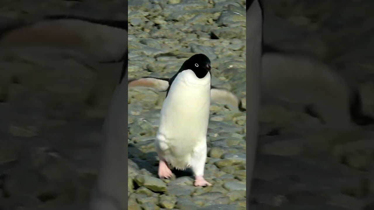 Ping&uuml;ino caminando muy Feliz 🐧
