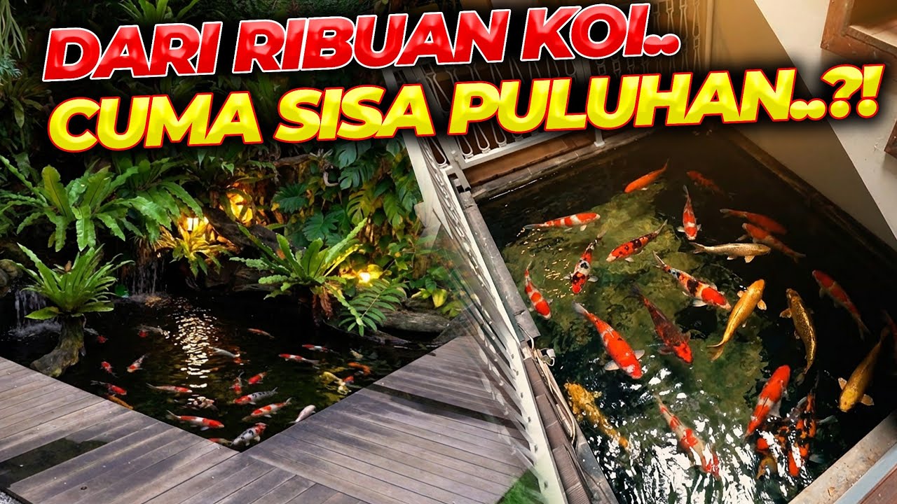 KOI DEHAKIMS UDAH SEGEDE INI... OTW JUMBO-JUMBO..?! 😱