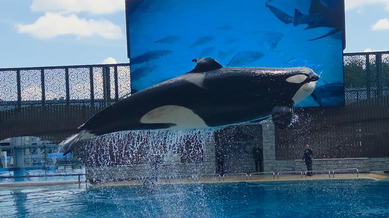 SEA WORLD* Show da Baleia e muito mais !