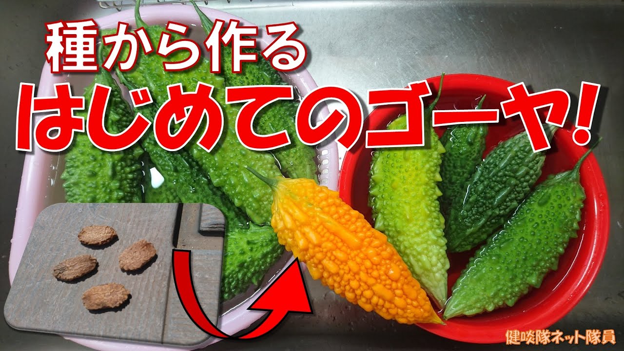 【ゴーヤ栽培】失敗しない種蒔き！家庭用プランターで大量のゴーヤを作る【誰でも簡単】ゴーヤチャンプル好き必見(健啖隊ネット隊員 y.katsu)