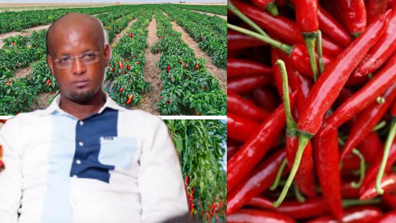 #Umushingamateka akomeye  mu burimyi bw'#Ipiripiri mu BURUNDI 🇧🇮/ ibisyogororo vy'imisiba,Inyo....