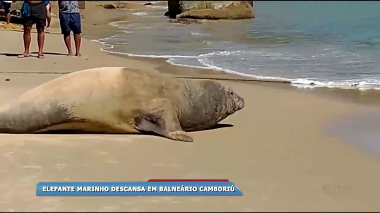 Elefante marinho aparece na praia de Laranjeiras
