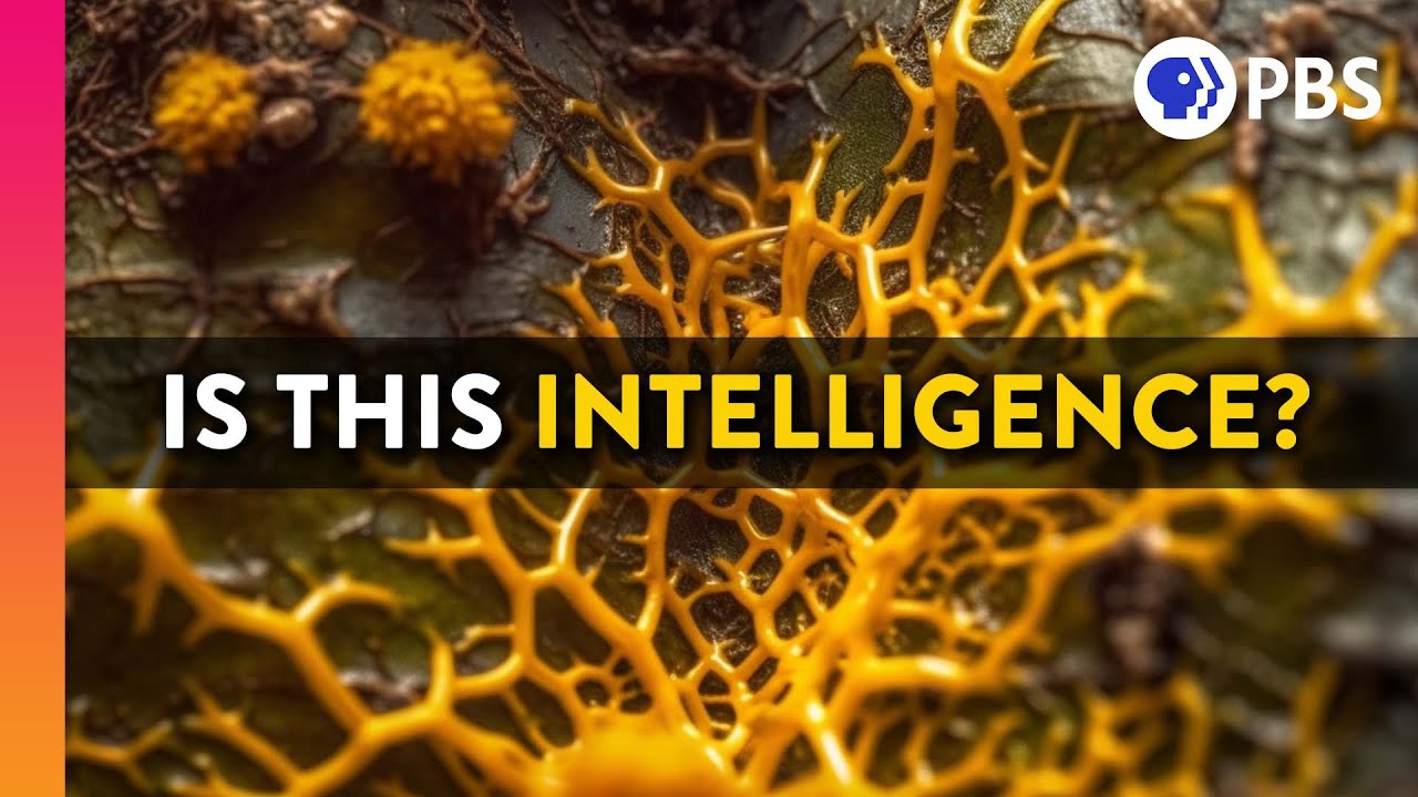 Are You Smarter Than A Slime Mold?