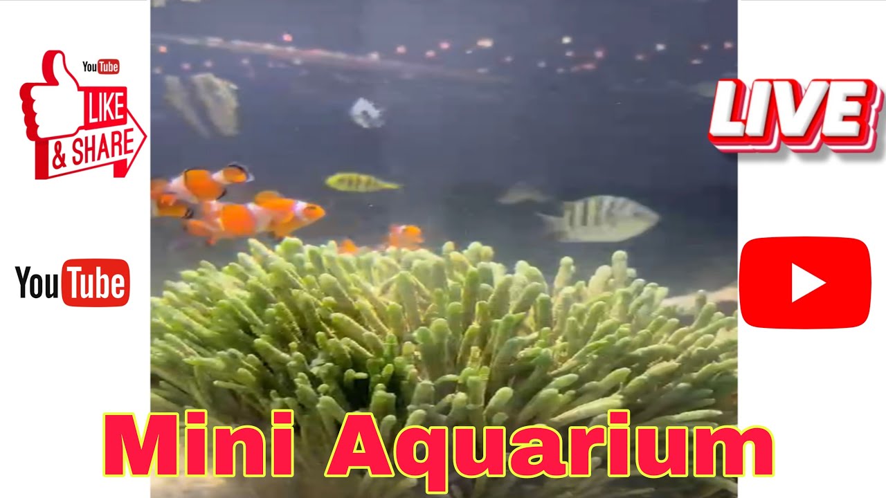 VIEWING OUR MINI AQUARIUM.. SILENT LIVE ❤️