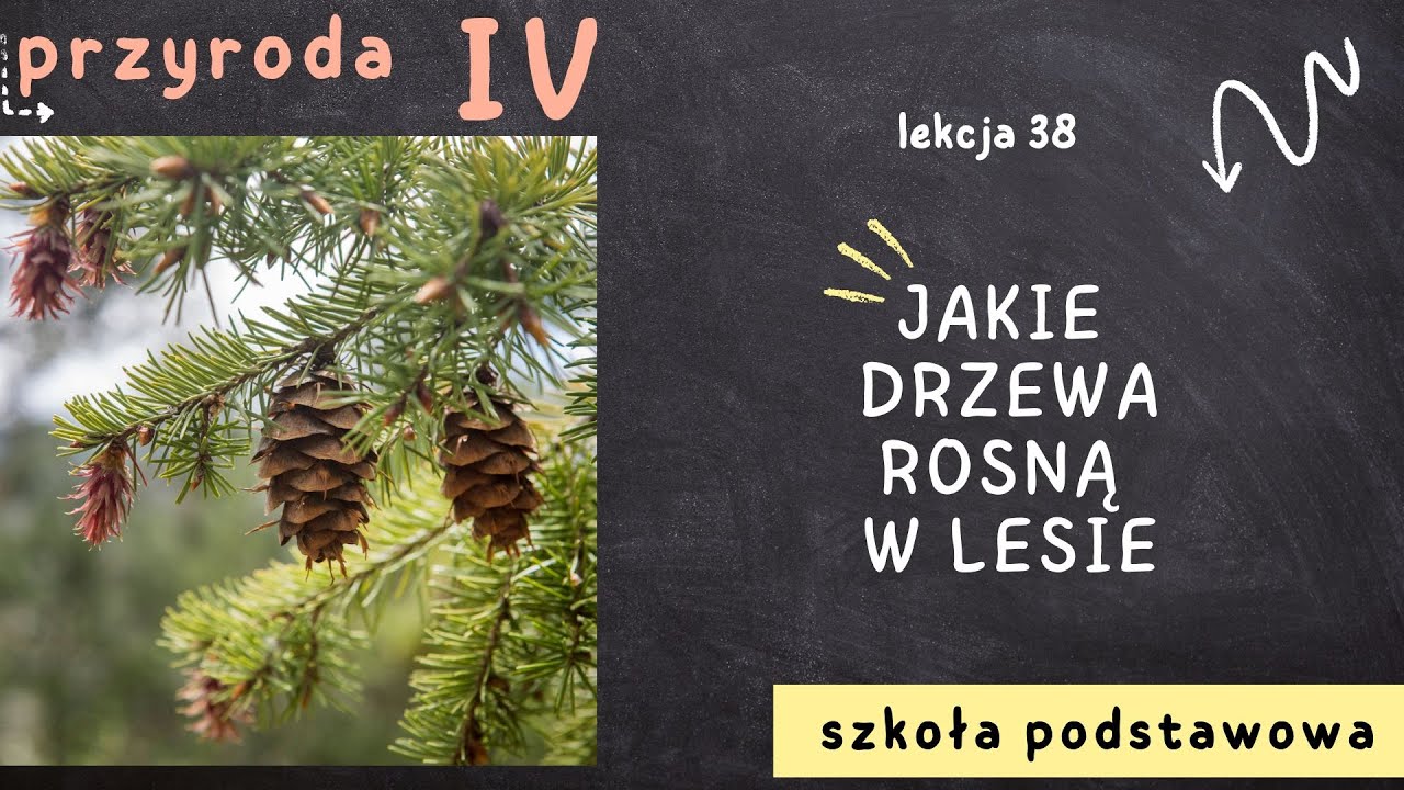 Przyroda klasa 4 [Lekcja 38 - Jakie drzewa rosną w lesie]