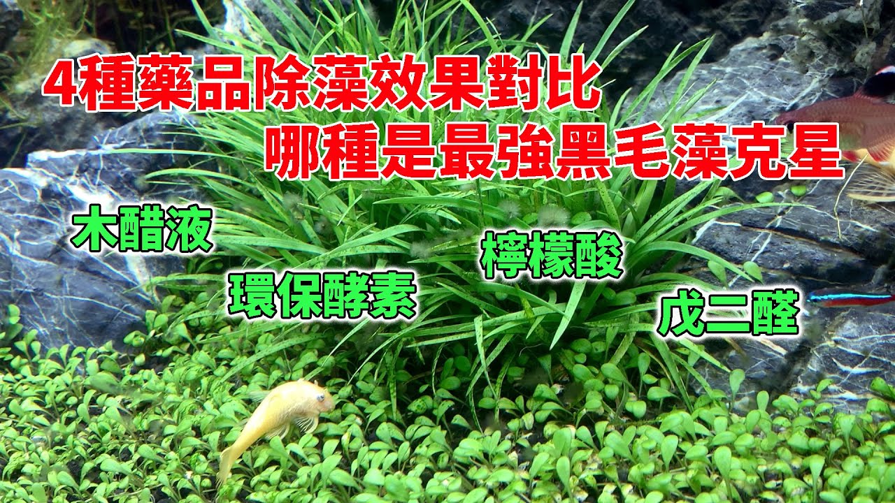 4種藥品除藻效果對比，哪種是最強黑毛藻（黑发藻）克星|Comparison of 4 kinds of drugs to remove black hair algae