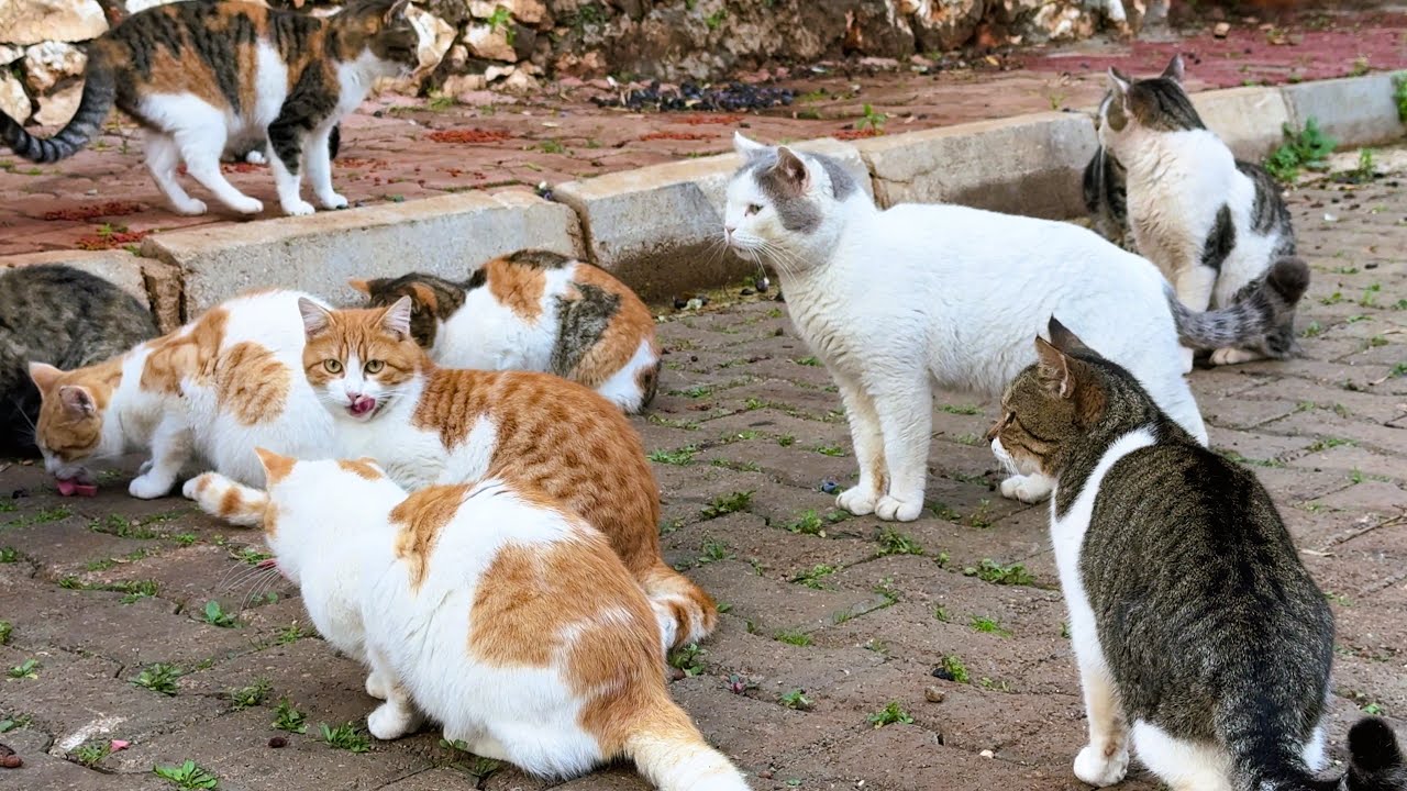 Feeding a Lot of Hungry Cats