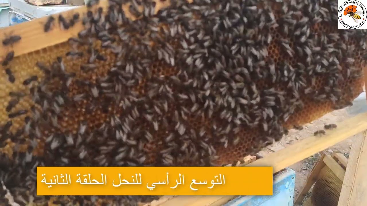 التوسع الرأسي لخلايا النحل الحلقة رقم (02) 2025