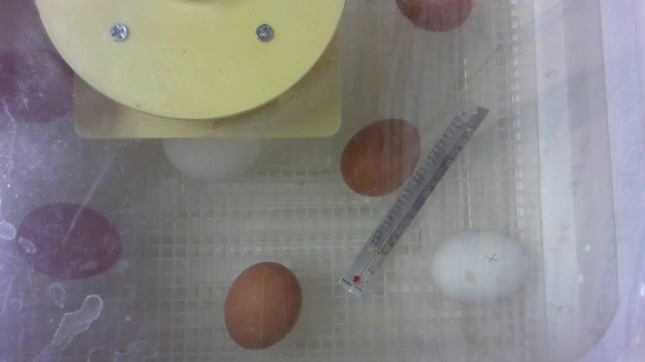Hatching Cam (1/31/26)