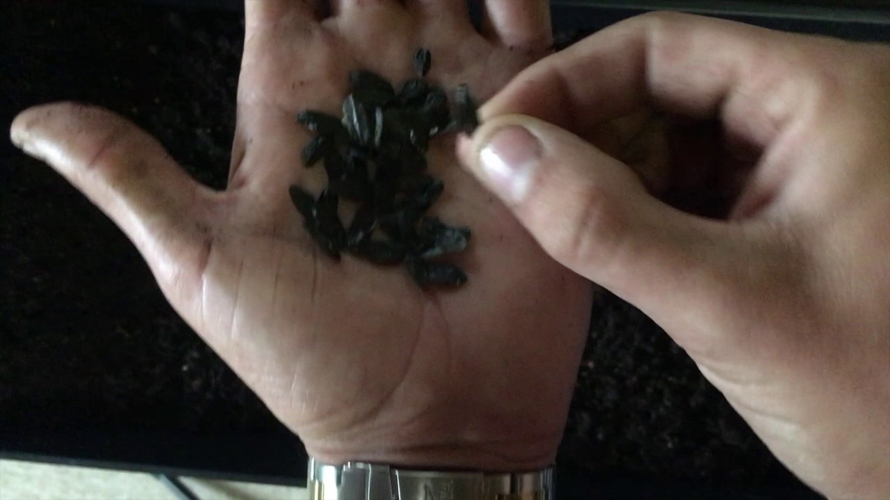Germinating Hosta Seeds