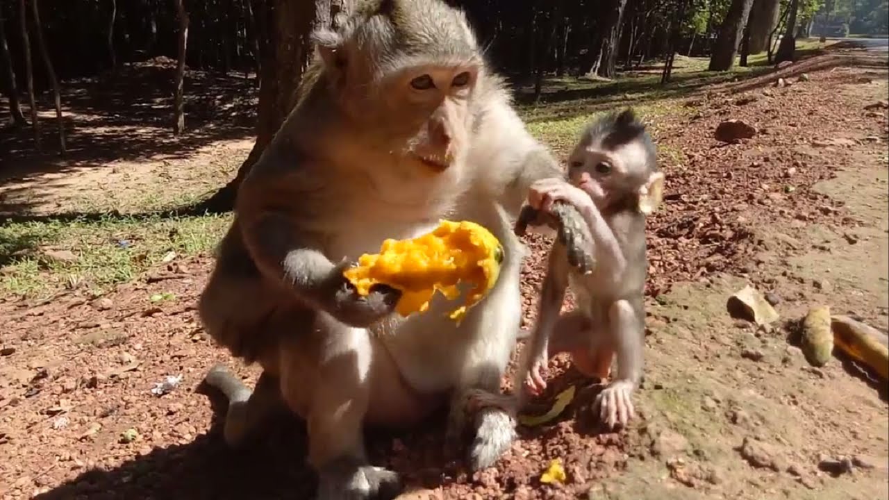 Baby Monkey Hungry So Much But Mum Do Not Give Why Not? ST441 Mono Monkey