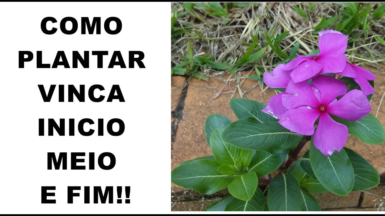 COMO PLANTAR VINCA PELA SEMENTE - (( INICIO - MEIO E FIM  ))