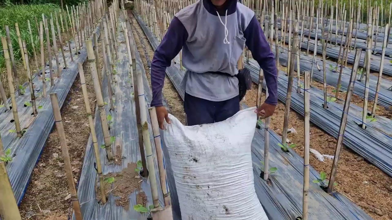 FROM SOIL TO SUPERGROWTH! EGGPLANT FERTILIZATION HACK WITH COMPOST - Agriculture Gardening