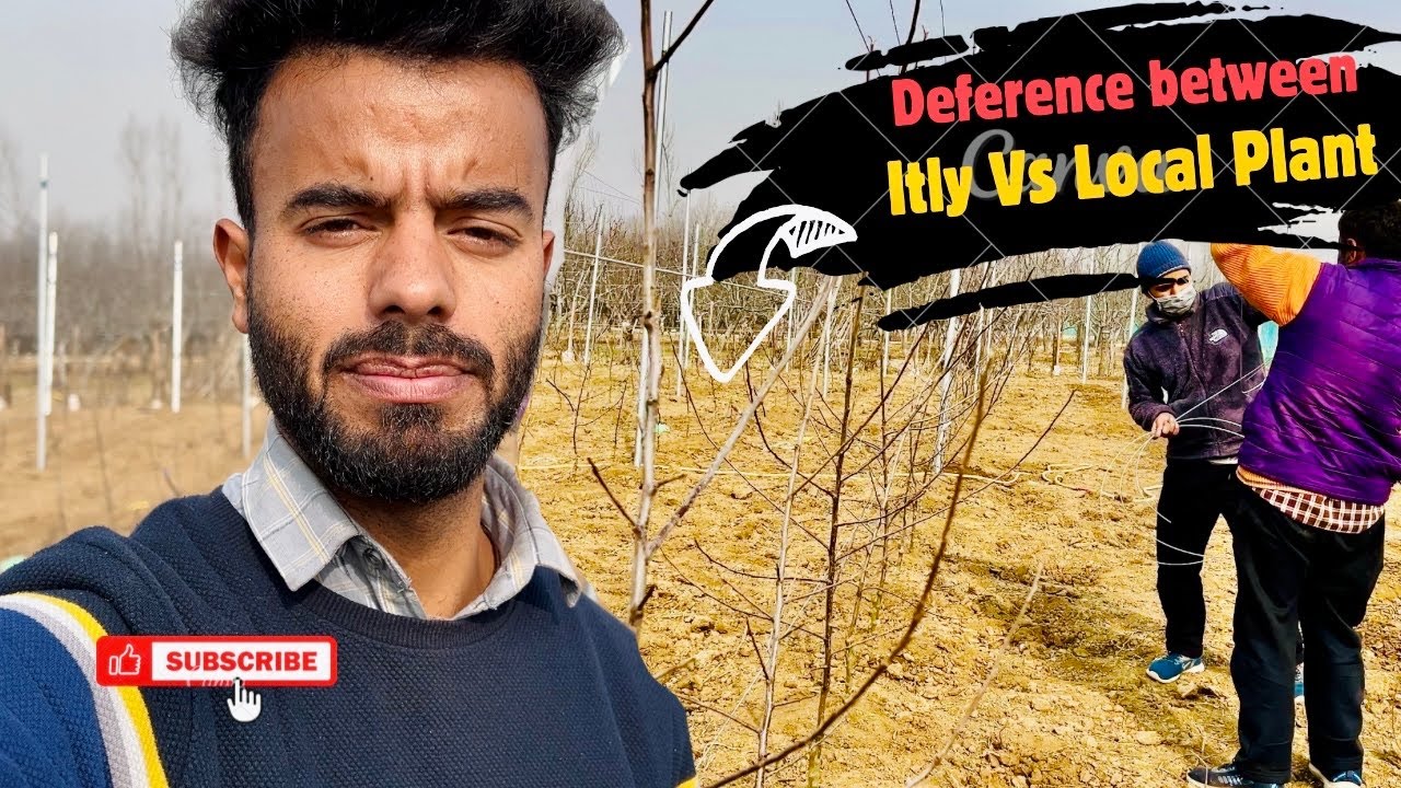 Local vs Imported Italy HD Apple Plants 🌳Farmer Honest Review 🚜