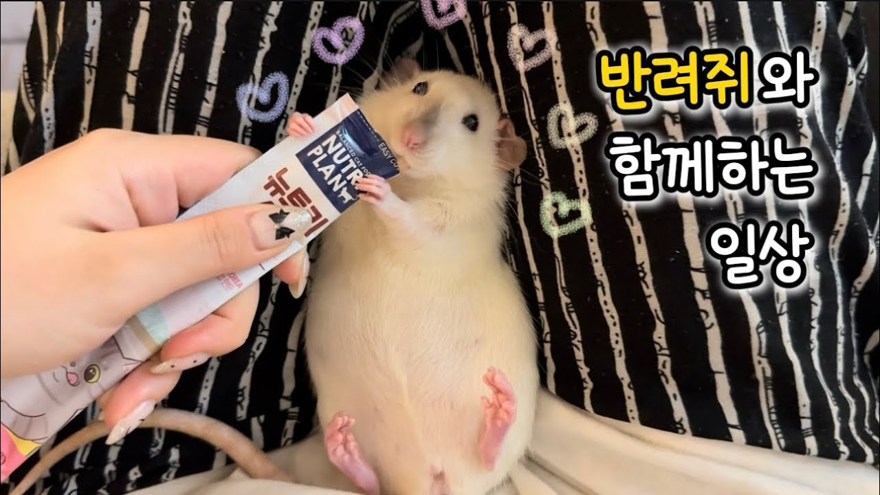 쥐랑 함께하는 일상 ( 래트 | 덤보래트 | 래트키우기 | rat | 브이로그 | 핸들링 | mouse | vlog )