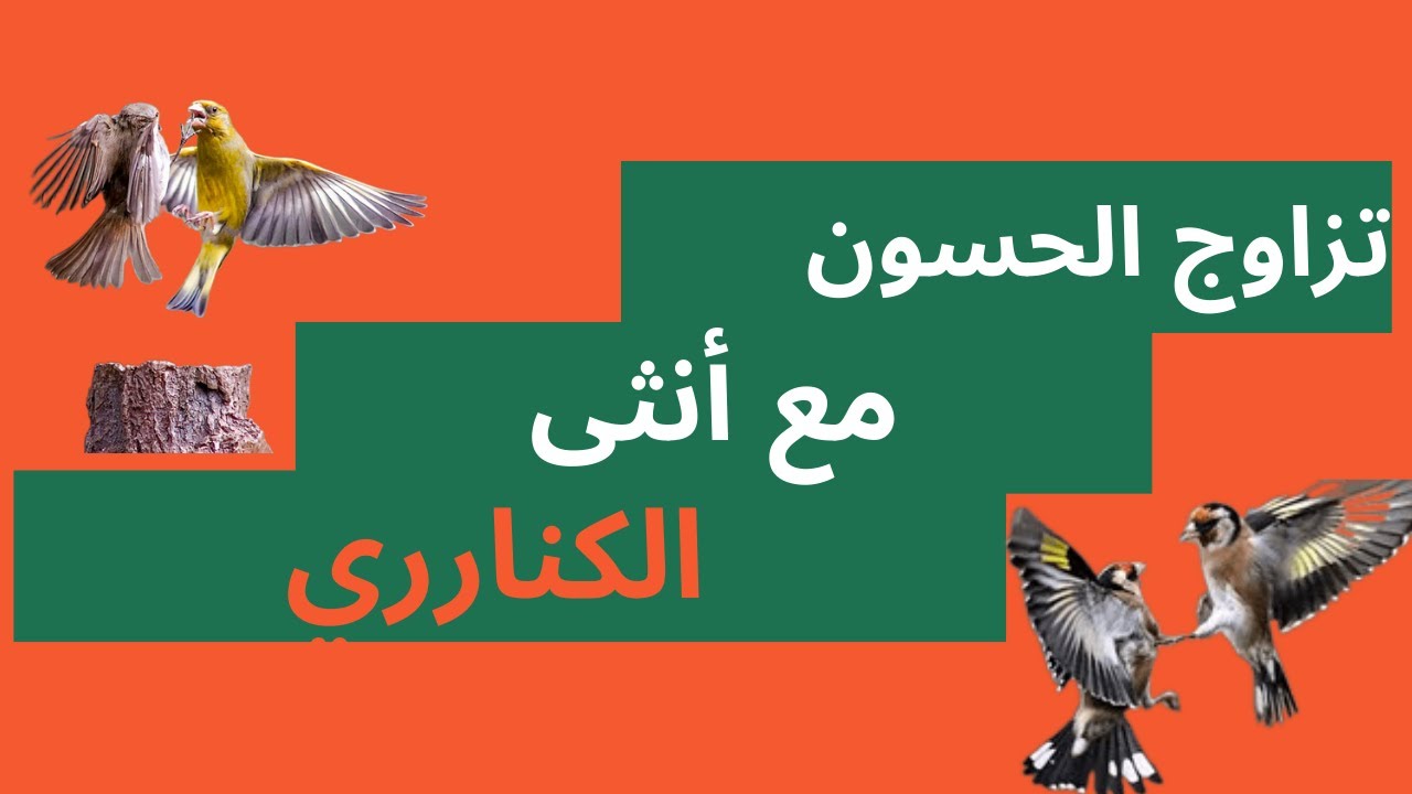 نصائح لتزاوج دكر الحسون مع أنثى الكناري لأول مرة