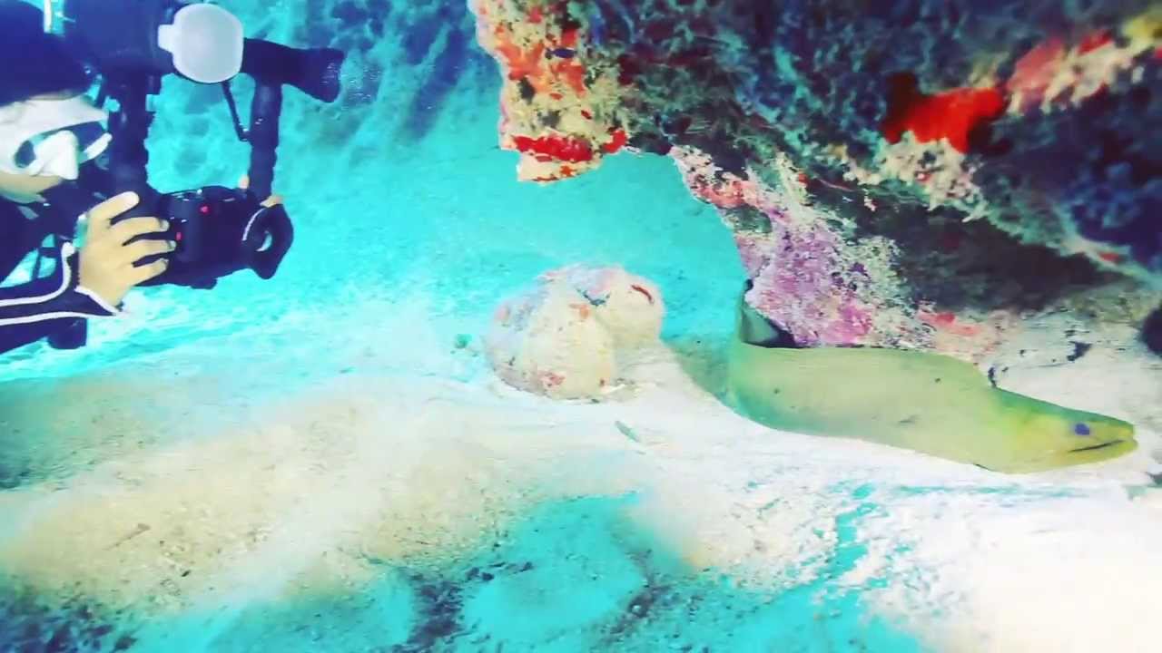 Diving with the SeaLife DC1400 underwater camera | Hands-on overview of the DC1400 and Fisheye Lens