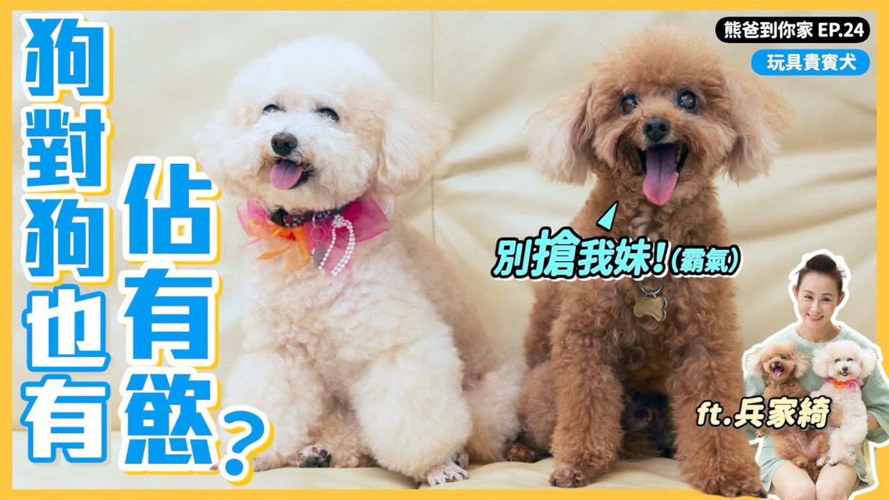 【熊爸估狗】狗跟狗也有佔有欲～｜鏡週刊