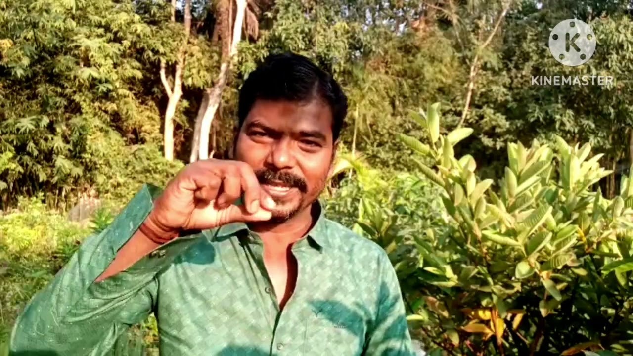 দশদিনেই বাড়িয়ে নিন গাছ গাছে খাদ্য দিলেই হবে না, গাছকে খাদ্য খাওয়ানো টা জেনে নিন