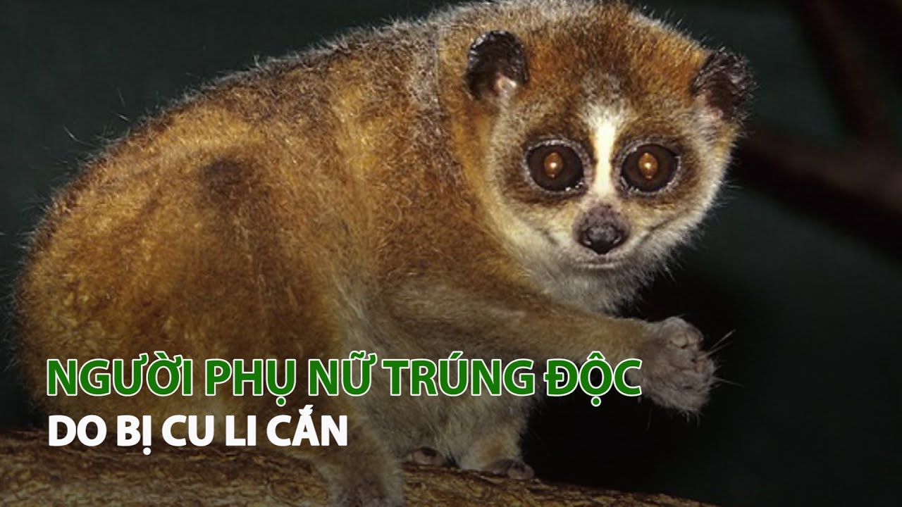 Người Phụ nữ trúng độc do bị Cu Li cắn | VTC14