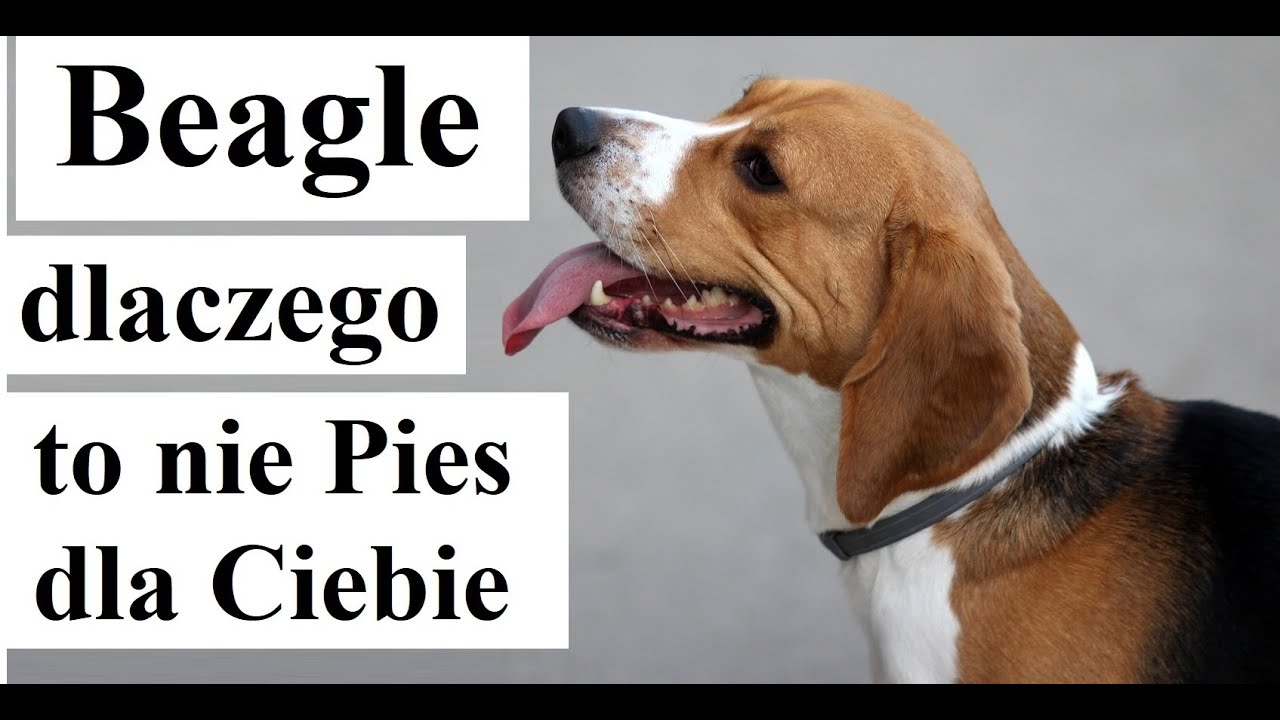Beagle   dlaczego to nie Pies dla Ciebie