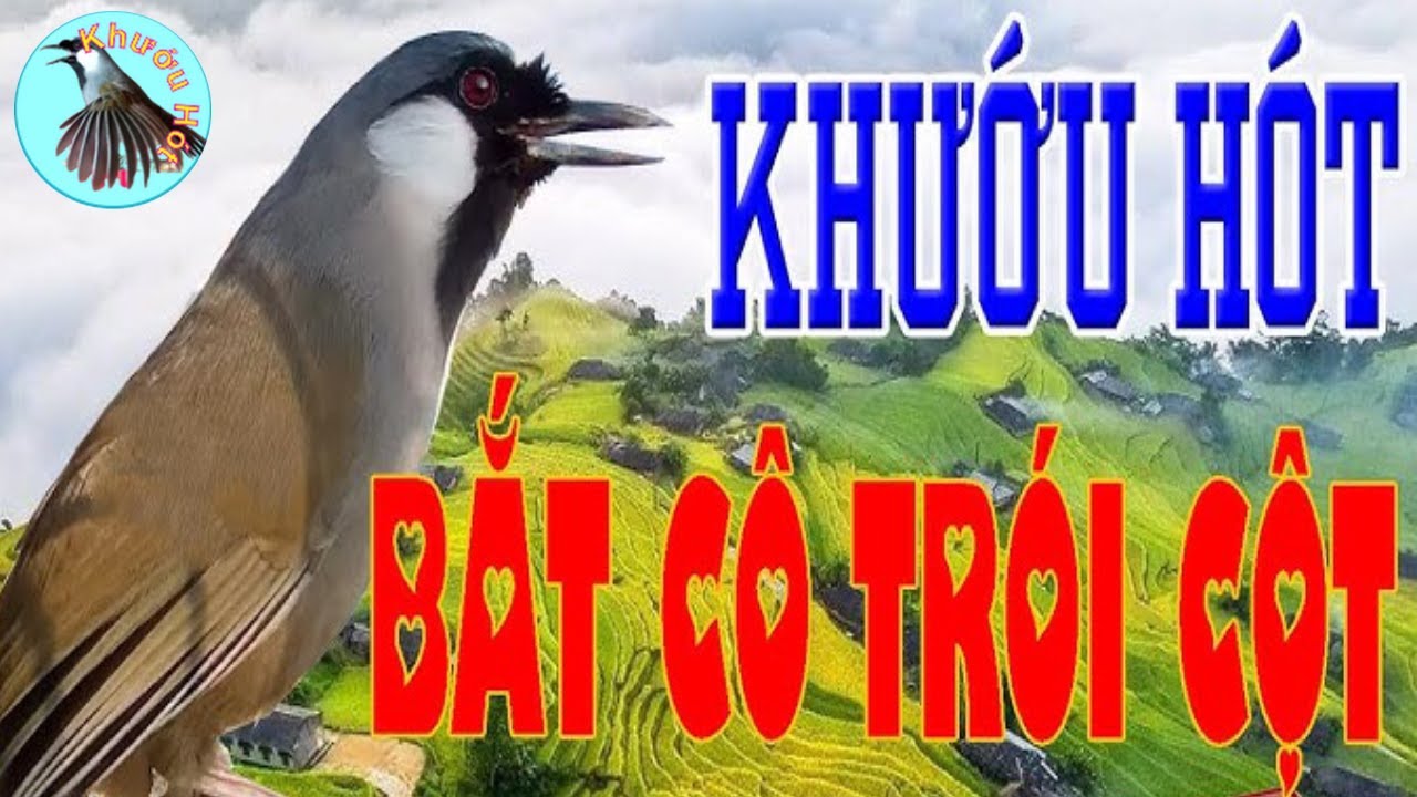 Khướu Bạc má Hót Giọng Bắt cô trói cột.| Kích Khướu hót Bắt cô trói Cột cực Nhạy.