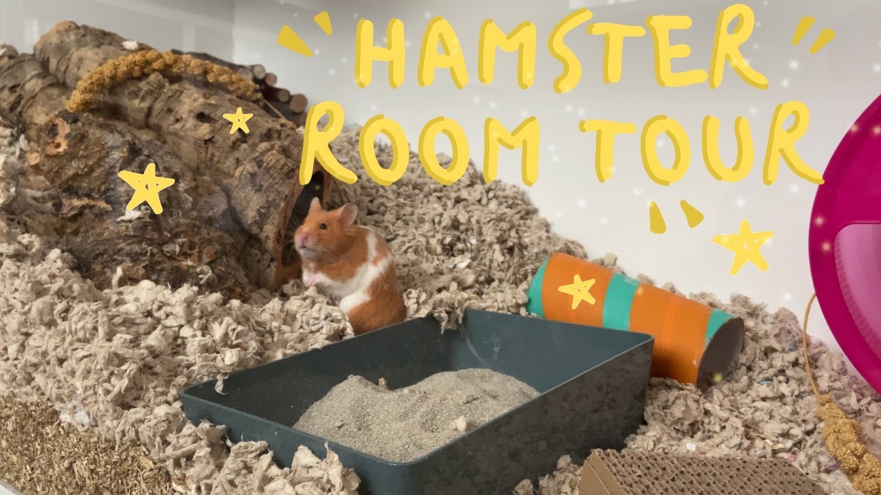 A quick hamster room/cage tour 🐹