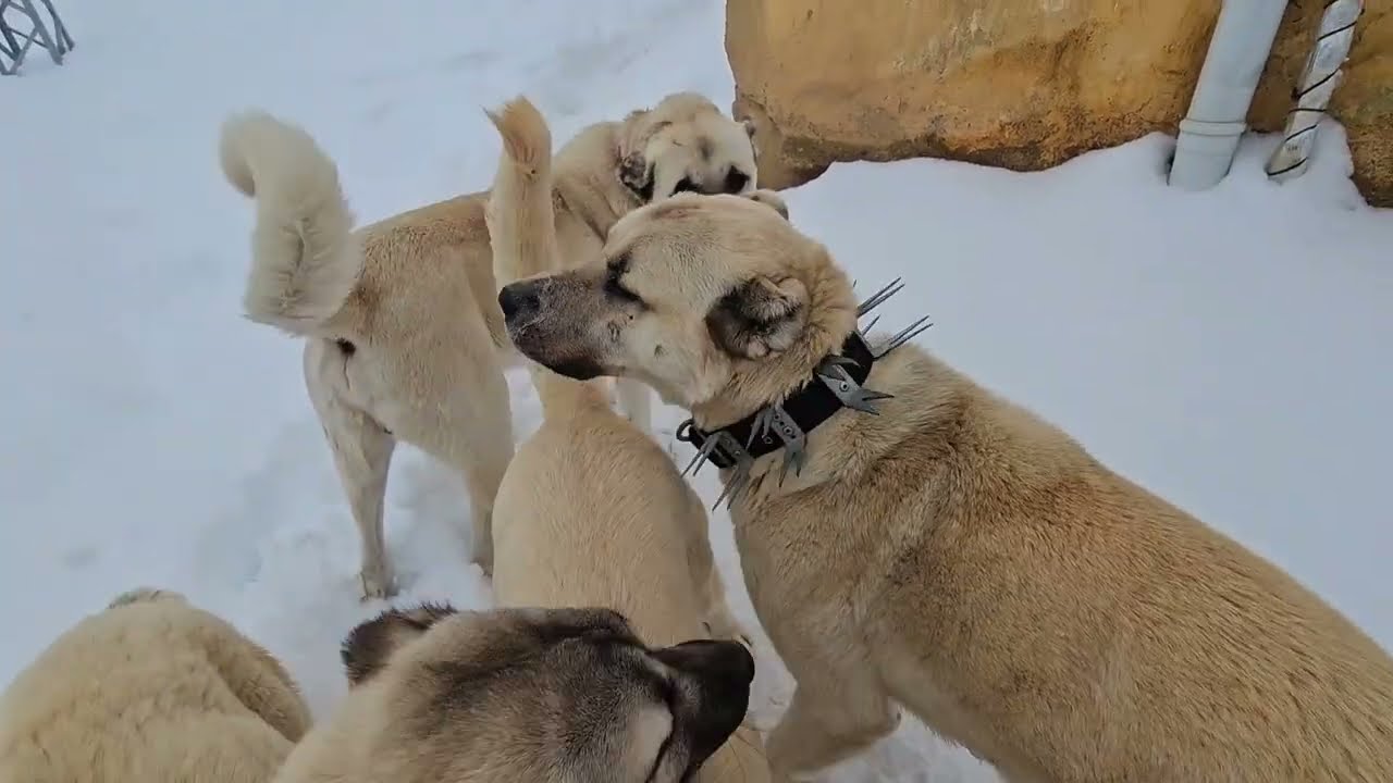 KÖYDE KIŞ GERİ GELDİ TAM GELDİ Köpeklerle kazlara yaradı