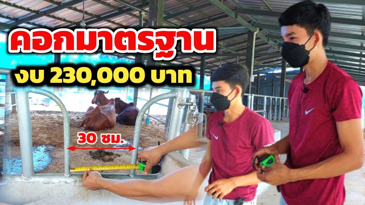 ทำคอกวัวแบบมาตรฐาน ด้วยงบประมาณ 230,000 บาท ได้กี่คอก? บอกรายละเอียดนำไปใช้ได้จริง