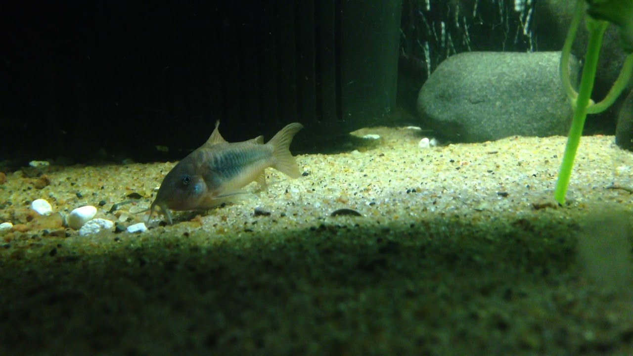 Cory Catfish Digging for FOOD