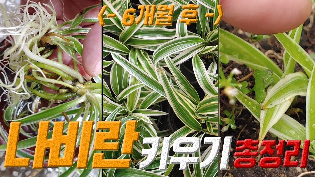 나비란 키우기 2편 💐 나비란 번식 🦋 Chlorophytum comosum care 🍒 Spider Plants