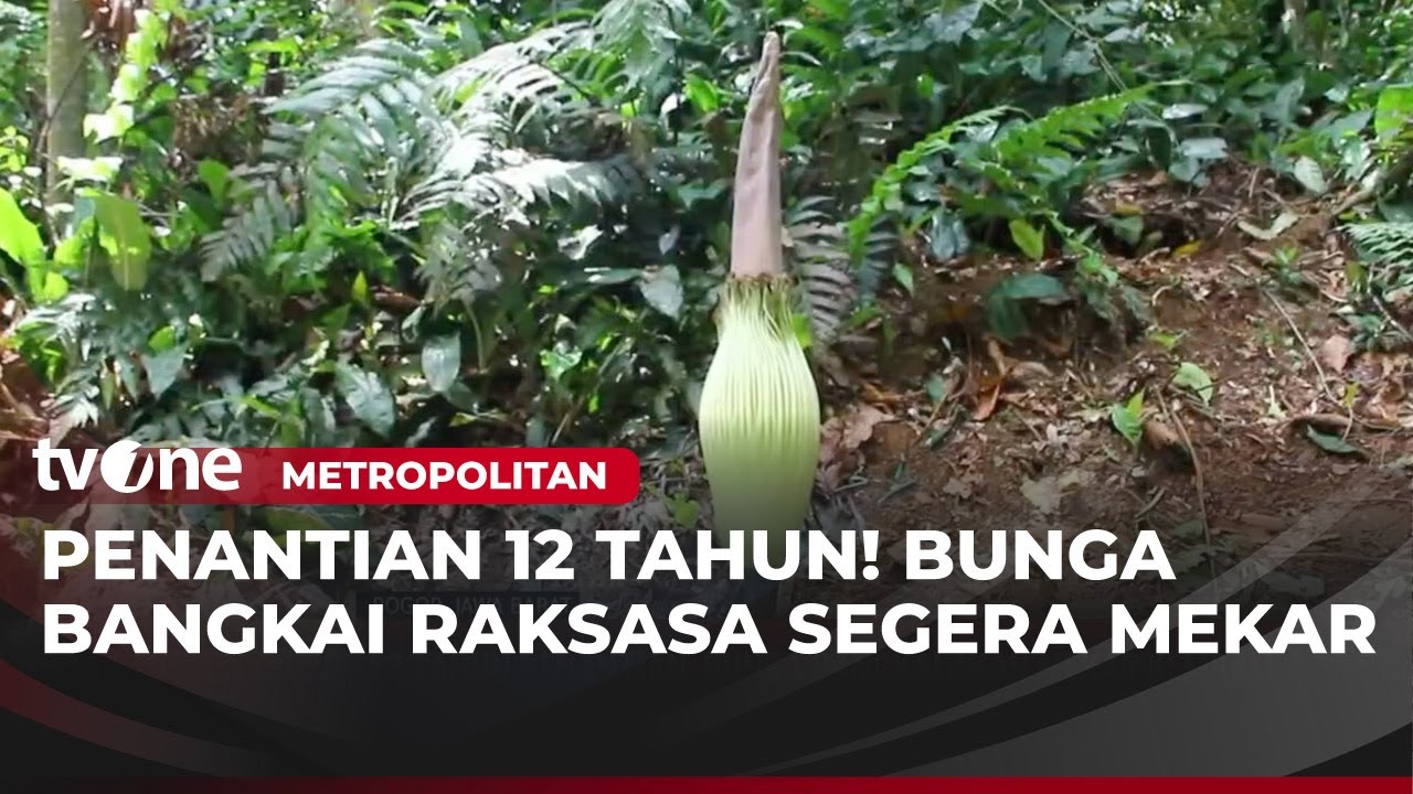 12 Tahun Penantian, Bunga Bangkai Akan Mekar Kembali | Metropolitan