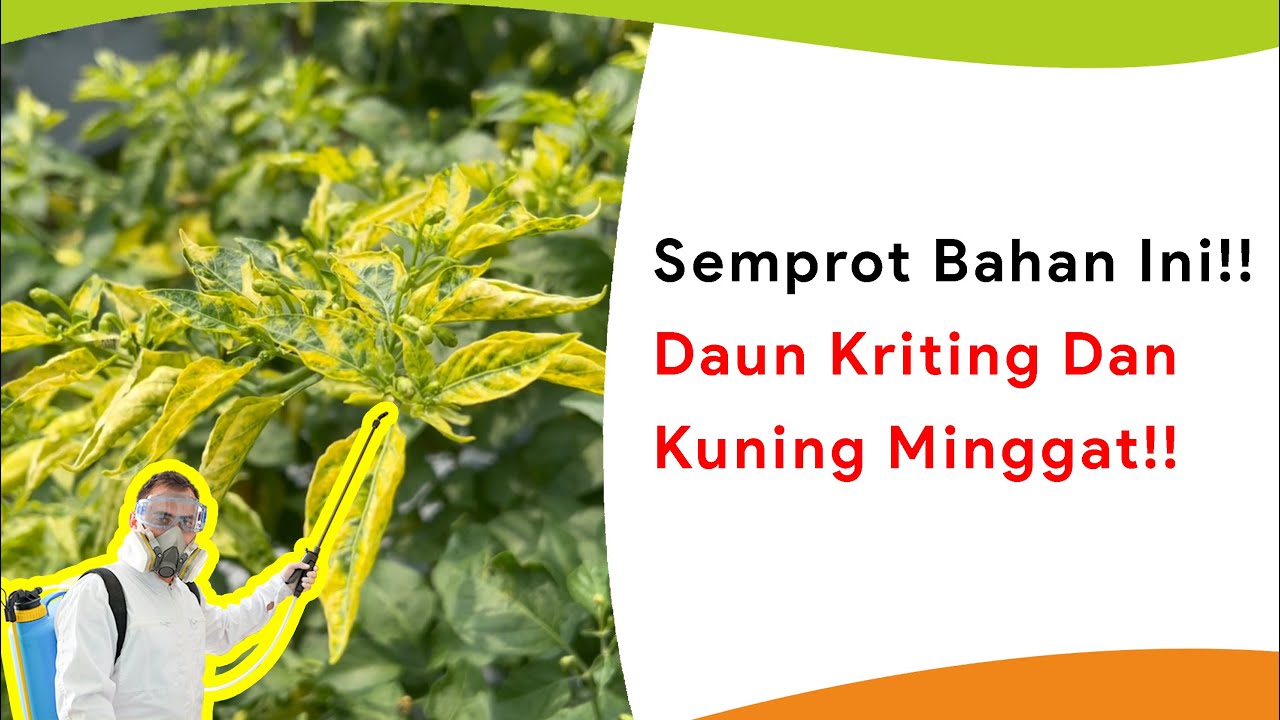 Daun Keriting dan Virus Kuning Minggat! Semprotkan ZPT dan Bahan Ini!