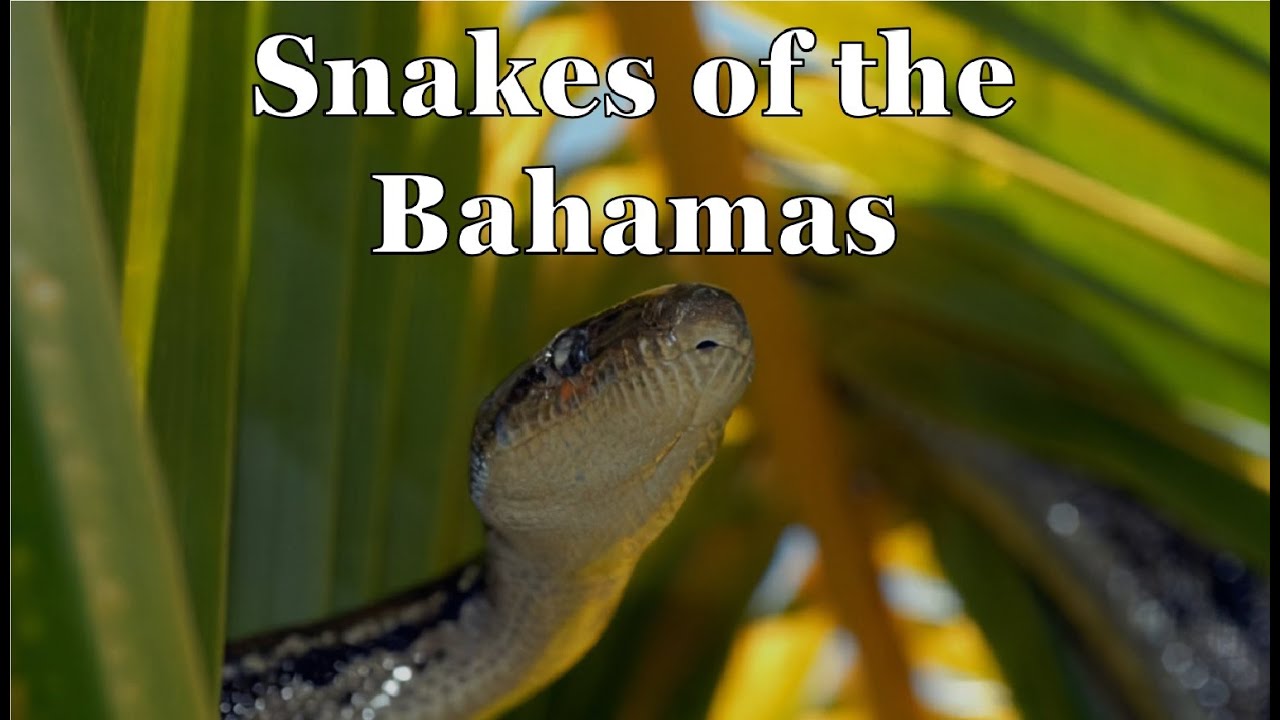 Snakes of the Bahamas