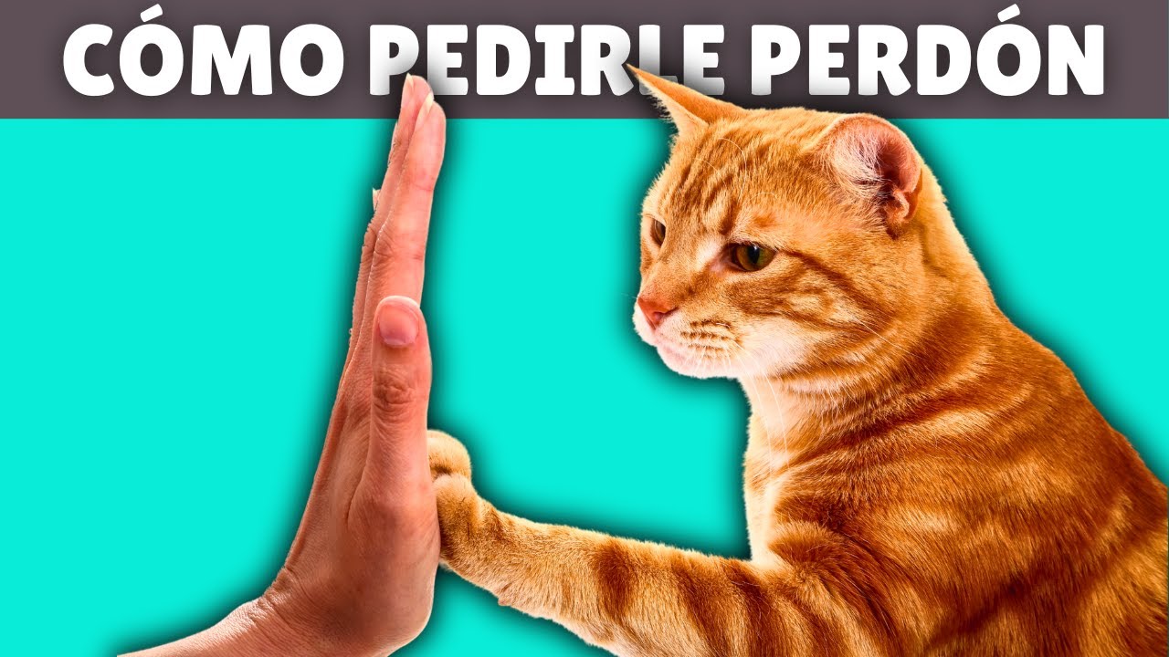 Aprende a DISCULPARTE con tu GATO ➡️ Los pasos para ganarte su cariño de nuevo