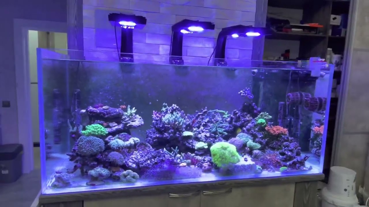 Морской аквариум SPS reef 500 литров