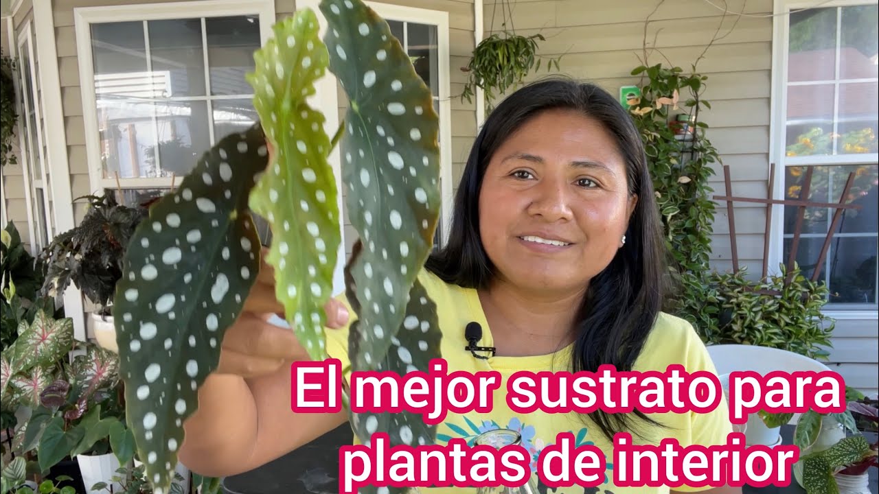 El mejor sustrato para plantas de interior | Como propagar plantas de agua a tierra