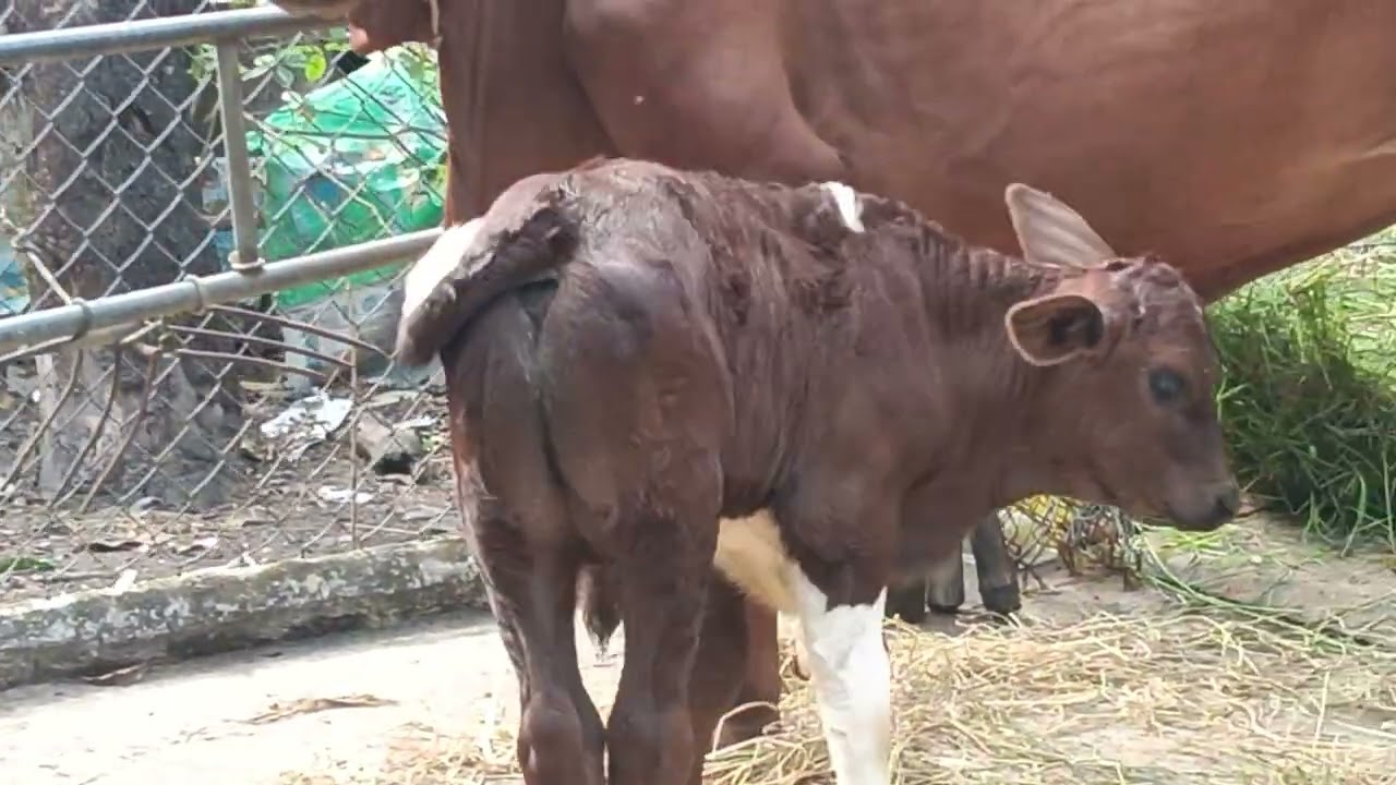 1/3/LH 0984515727 trai bò thức Tây Ninh 