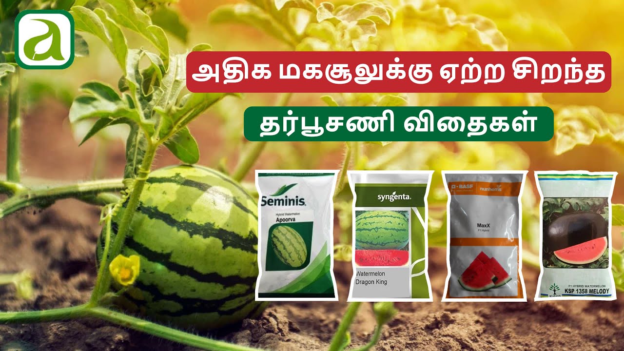 Top 6 Watermelon hybrid seeds || அதிக மகசூலுக்கு ஏற்ற சிறந்த தர்பூசணி விதைகள் || #watermelonseeds