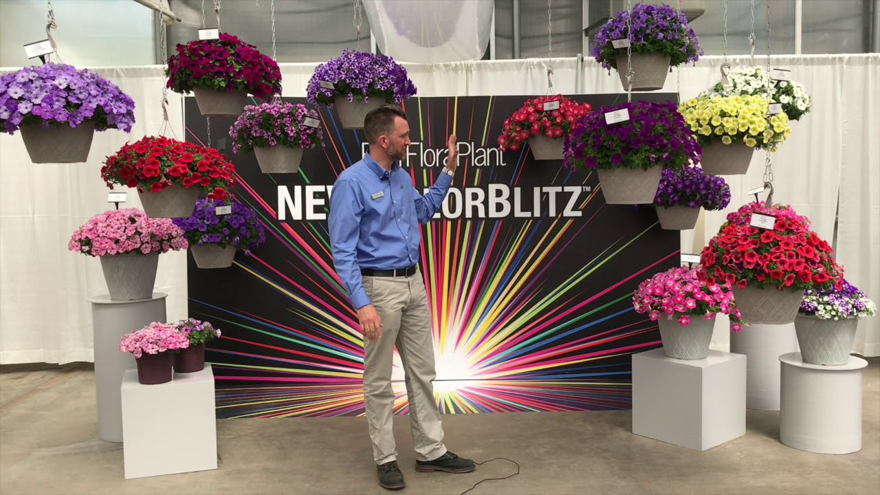 ColorBlitz Petunia from Ball FloraPlant