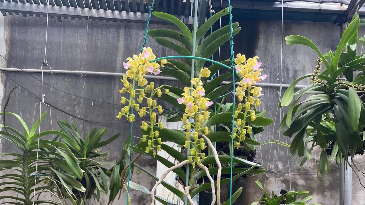 Lan rừng ngày 7/3/sđt: 08666.05553. nhạn t4 hoa xanh cốm ,  mật ong khoái rừng vừa về, cát các loại 