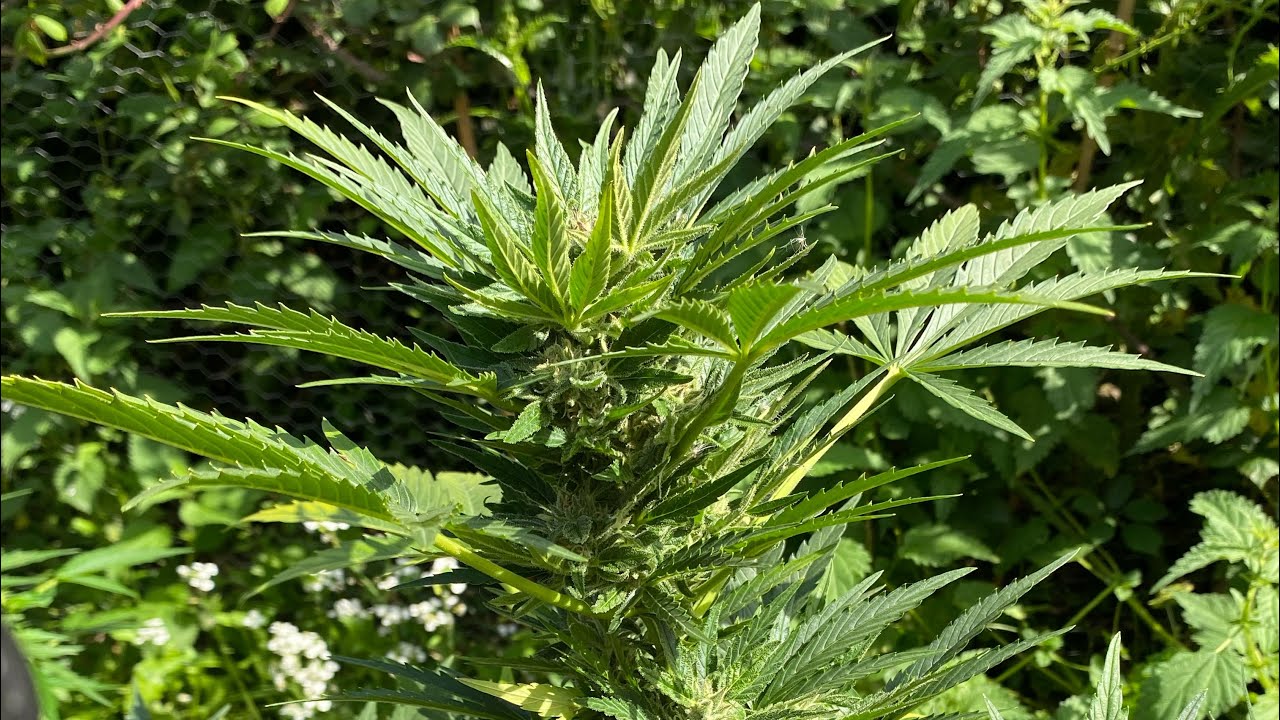 Uk outdoor guerilla grow/ possible problems watch till the end