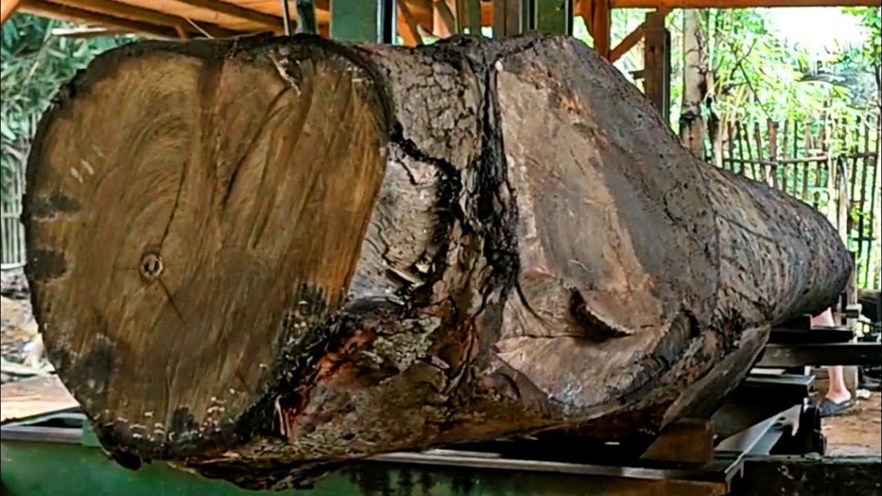 super big mahogany log monster full of surprises when sawed at the sawmill 