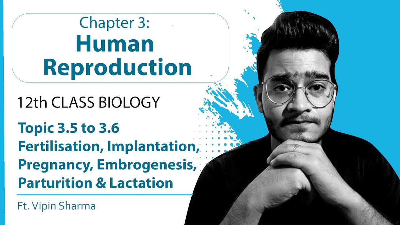 Topic 3.5 & 3.6: Fertilization, Implantation, Pregnancy, Embryogenesis, Parturition, Lactation |12th