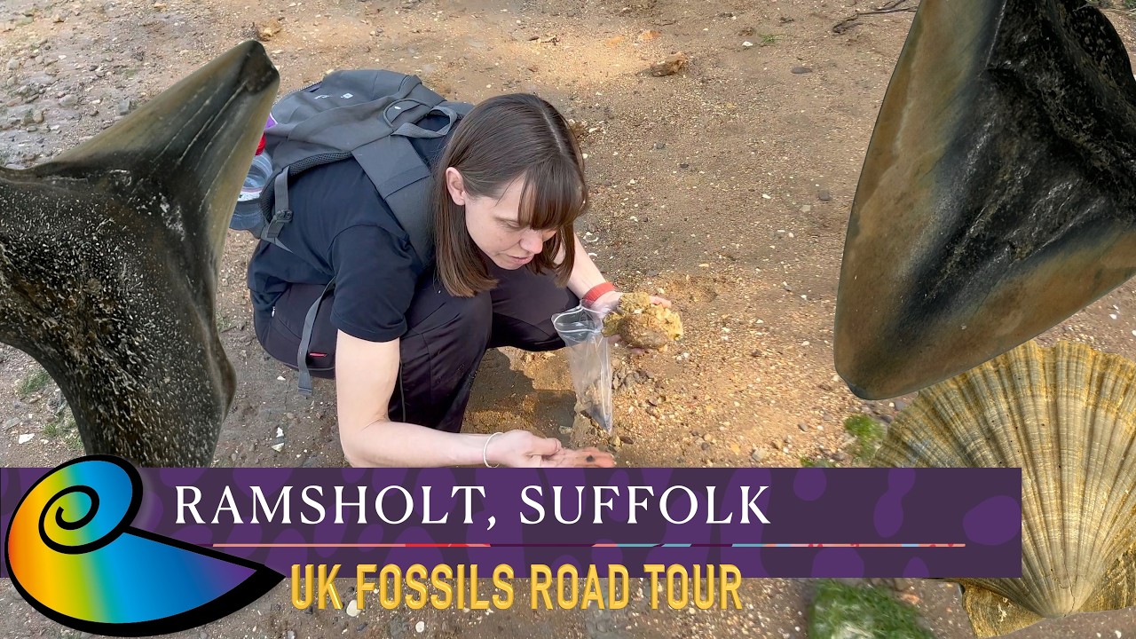 Fossil Hunting at Ramsholt, Suffolk | UK Fossils Road Tour